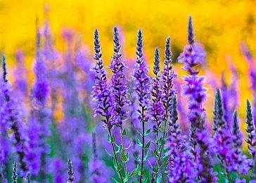 《DOTA2》TI13现场门票开启预售 主赛事9月举办